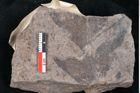 Foto (Detailansicht) von Cassia pseudophaseolites Ettingshausen (NHMW-GEO-2024-0188-10194)